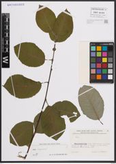 Foto von Salix caprea L.